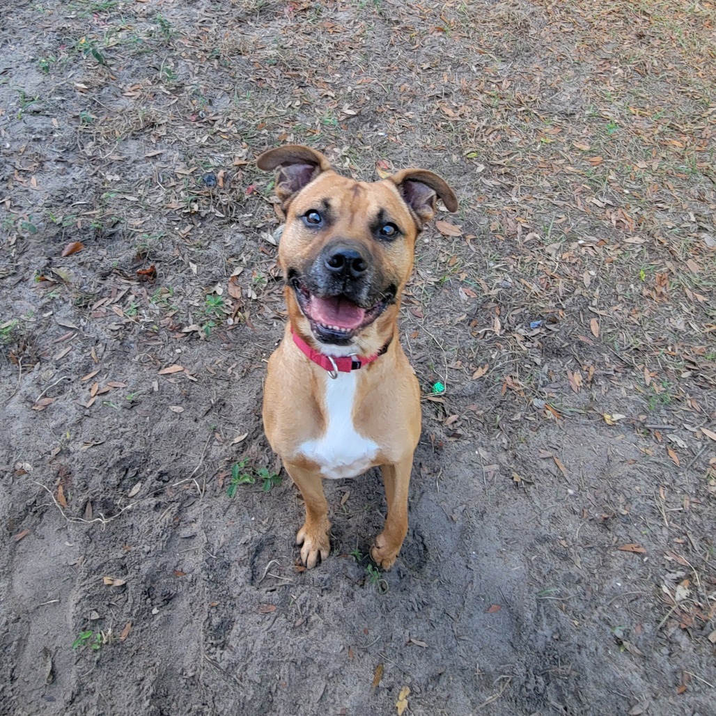 Dog for adoption - Bird Man, a Mixed Breed in Lake Panasoffkee, FL ...