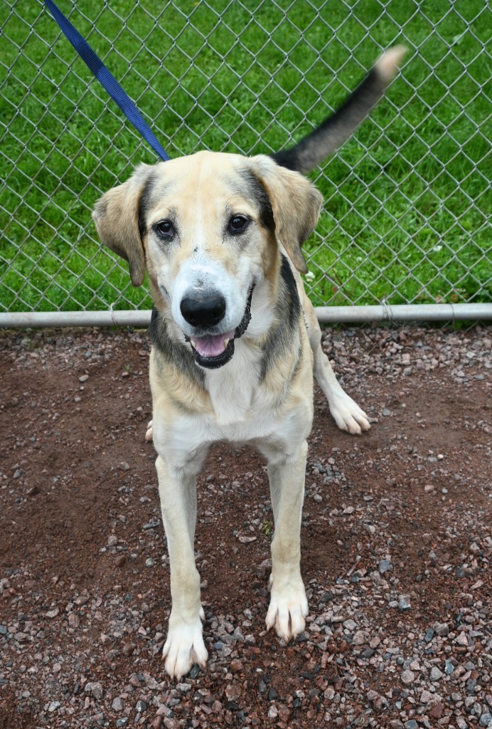 Randy, an adoptable Hound, Labrador Retriever in Ashland, WI, 54806 | Photo Image 1