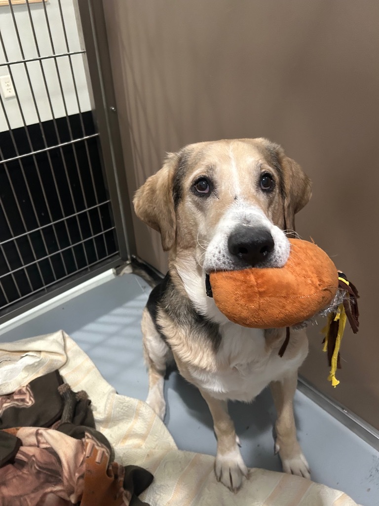 Randy, an adoptable Labrador Retriever, Hound in Ashland, WI, 54806 | Photo Image 1