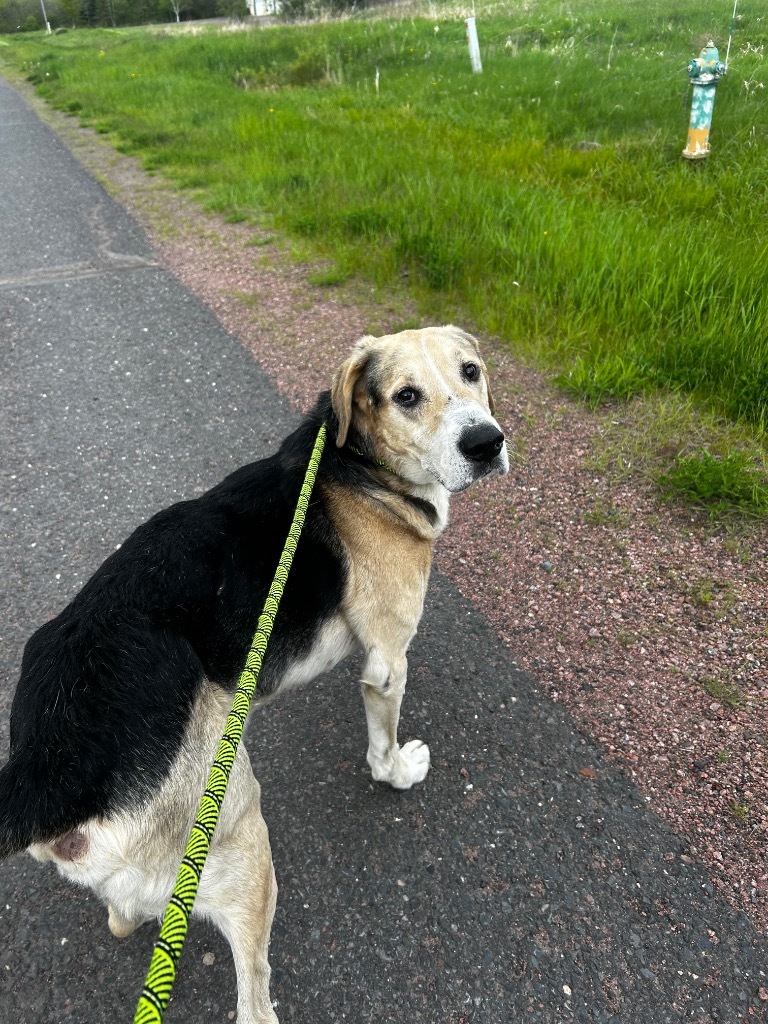 Randy, an adoptable Hound, Labrador Retriever in Ashland, WI, 54806 | Photo Image 2