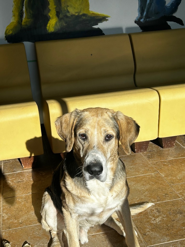 Randy, an adoptable Hound, Labrador Retriever in Ashland, WI, 54806 | Photo Image 3