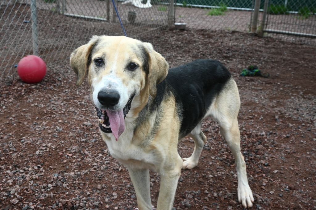 Randy, an adoptable Hound, Labrador Retriever in Ashland, WI, 54806 | Photo Image 4