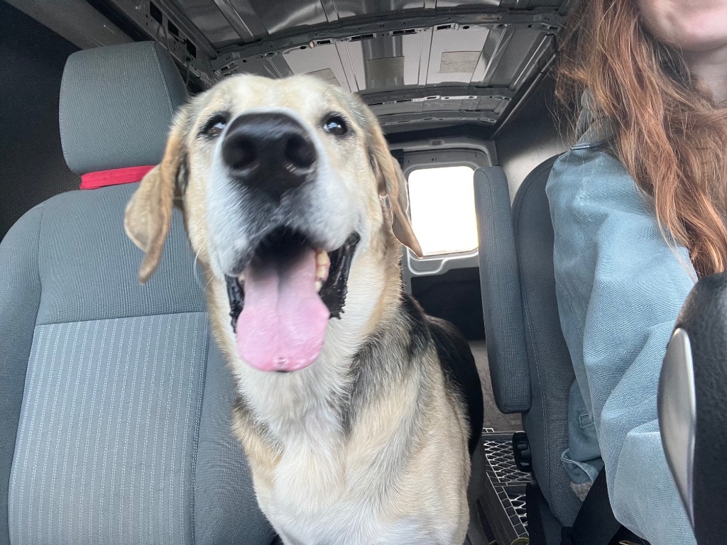 Randy, an adoptable Hound, Labrador Retriever in Ashland, WI, 54806 | Photo Image 5