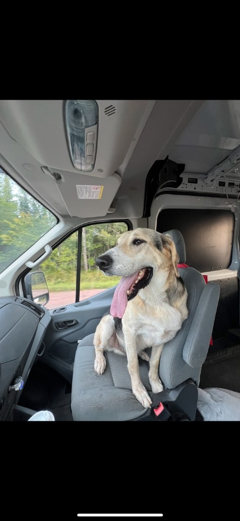 Randy, an adoptable Hound, Labrador Retriever in Ashland, WI, 54806 | Photo Image 6