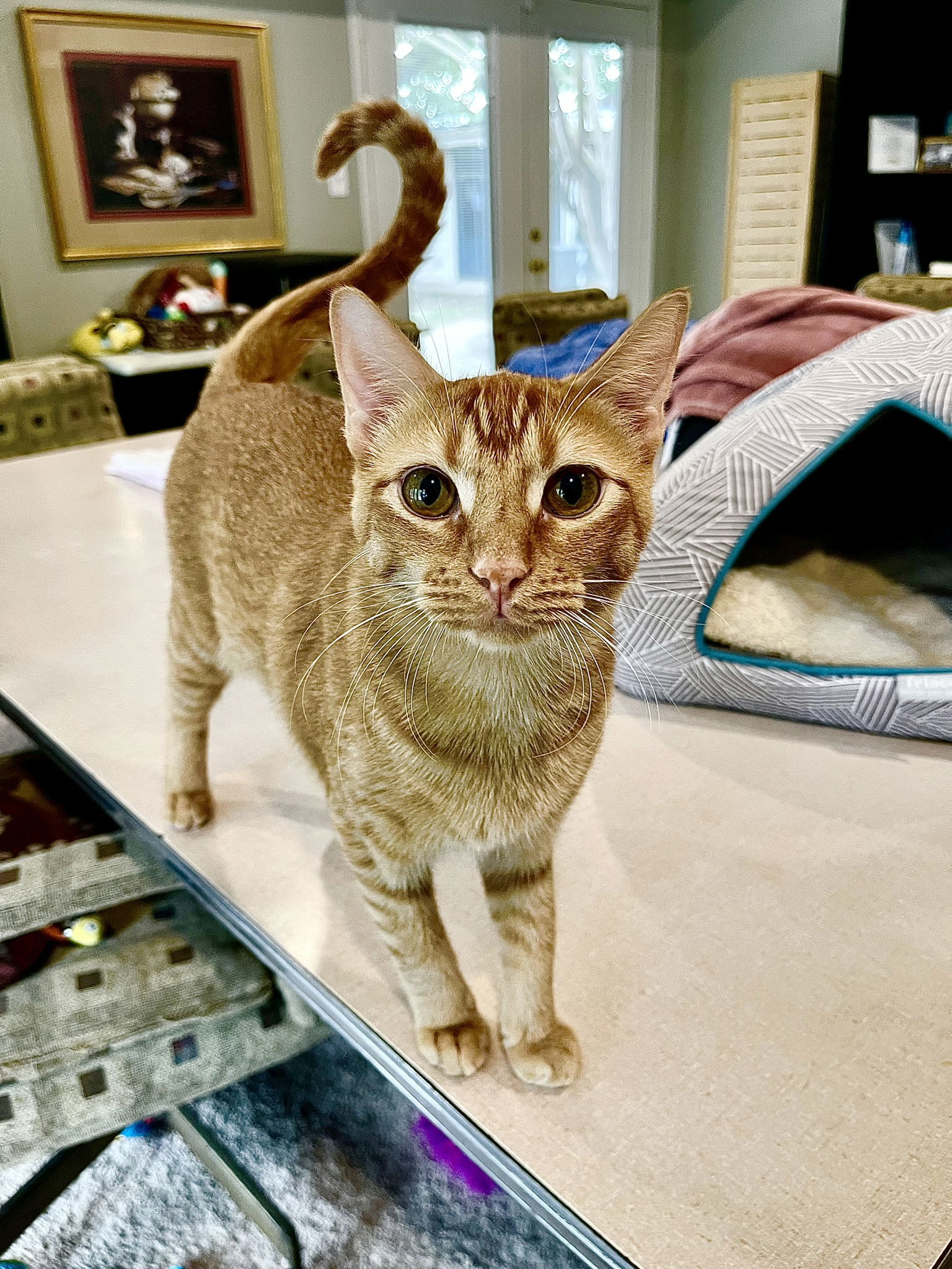 Rory, an adoptable Domestic Short Hair, Tabby in Texarkana, TX, 75503 | Photo Image 1