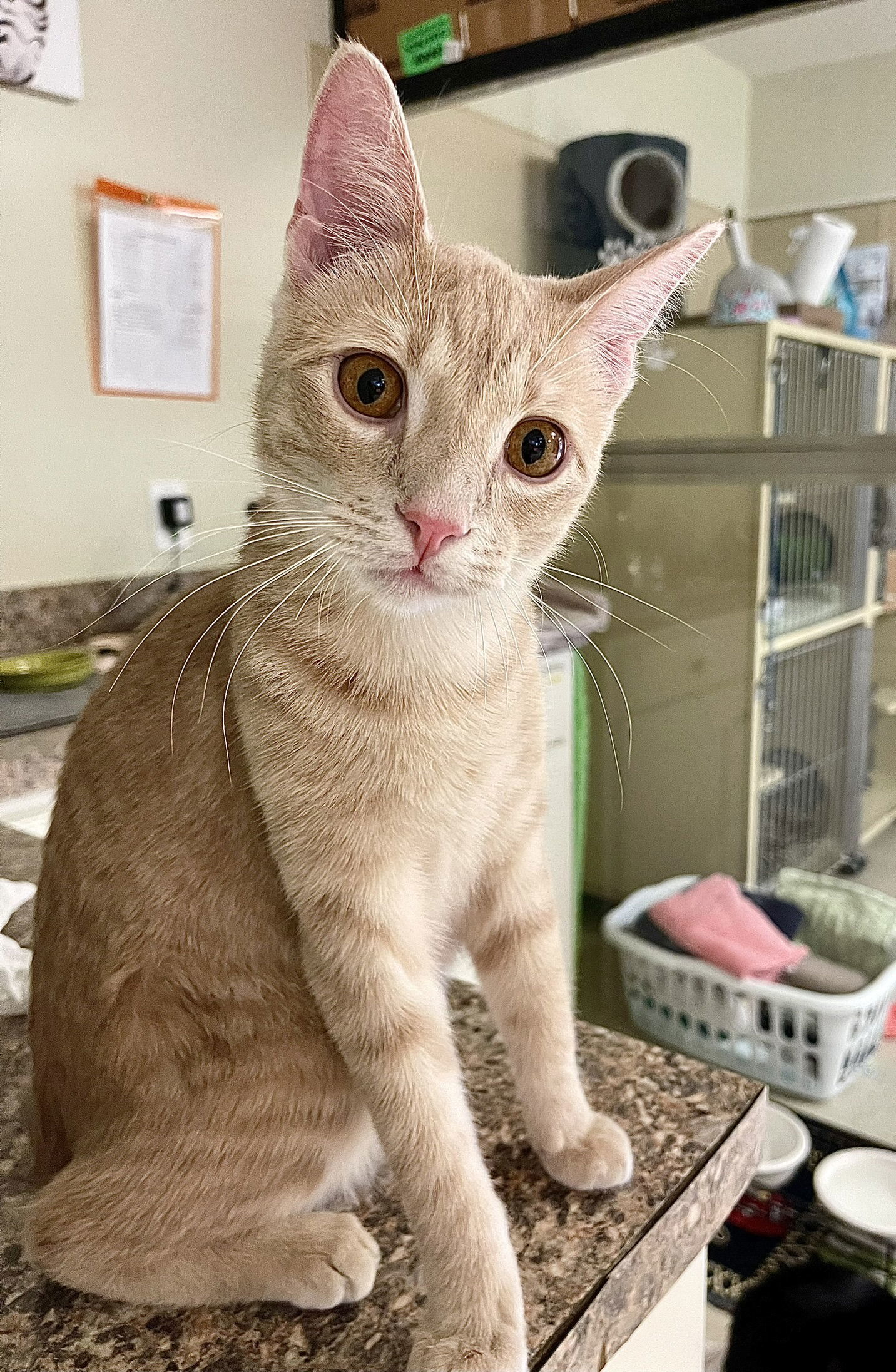 Brulee, an adoptable Domestic Short Hair, Tabby in Texarkana, TX, 75503 | Photo Image 1