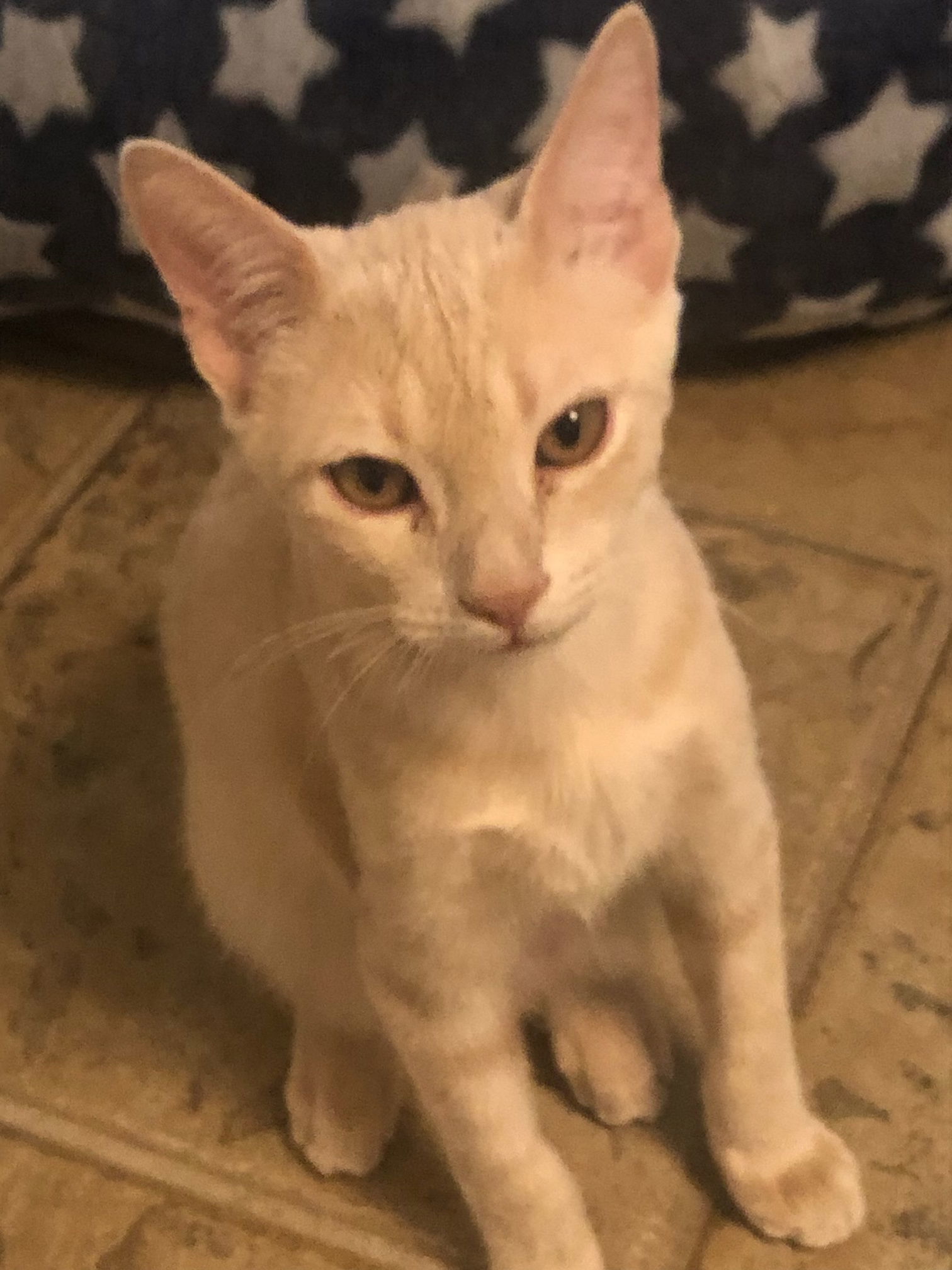 Brulee, an adoptable Domestic Short Hair, Tabby in Texarkana, TX, 75503 | Photo Image 2