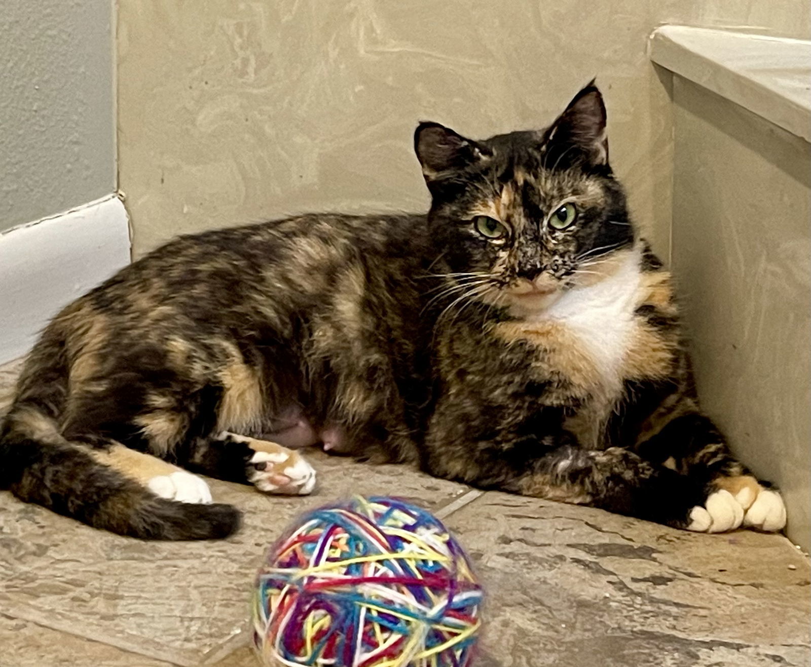 Ms. Kitty, an adoptable Tortoiseshell, Calico in Texarkana, TX, 75503 | Photo Image 1