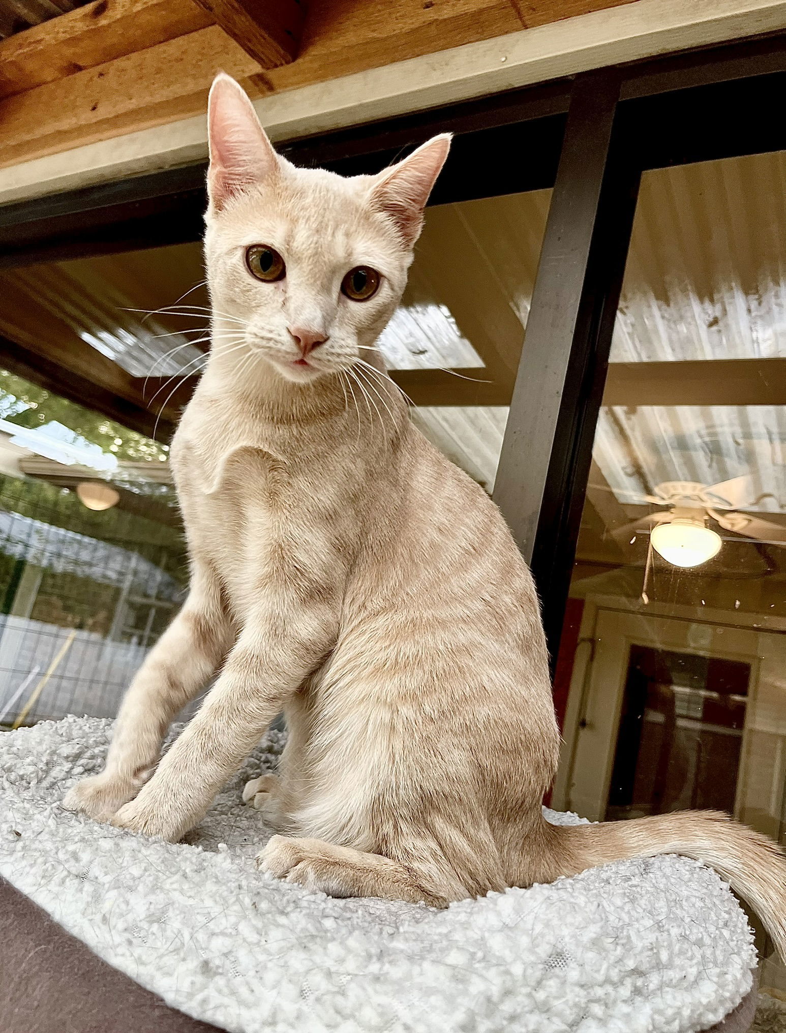 Custard, an adoptable Domestic Short Hair, Tabby in Texarkana, TX, 75503 | Photo Image 1