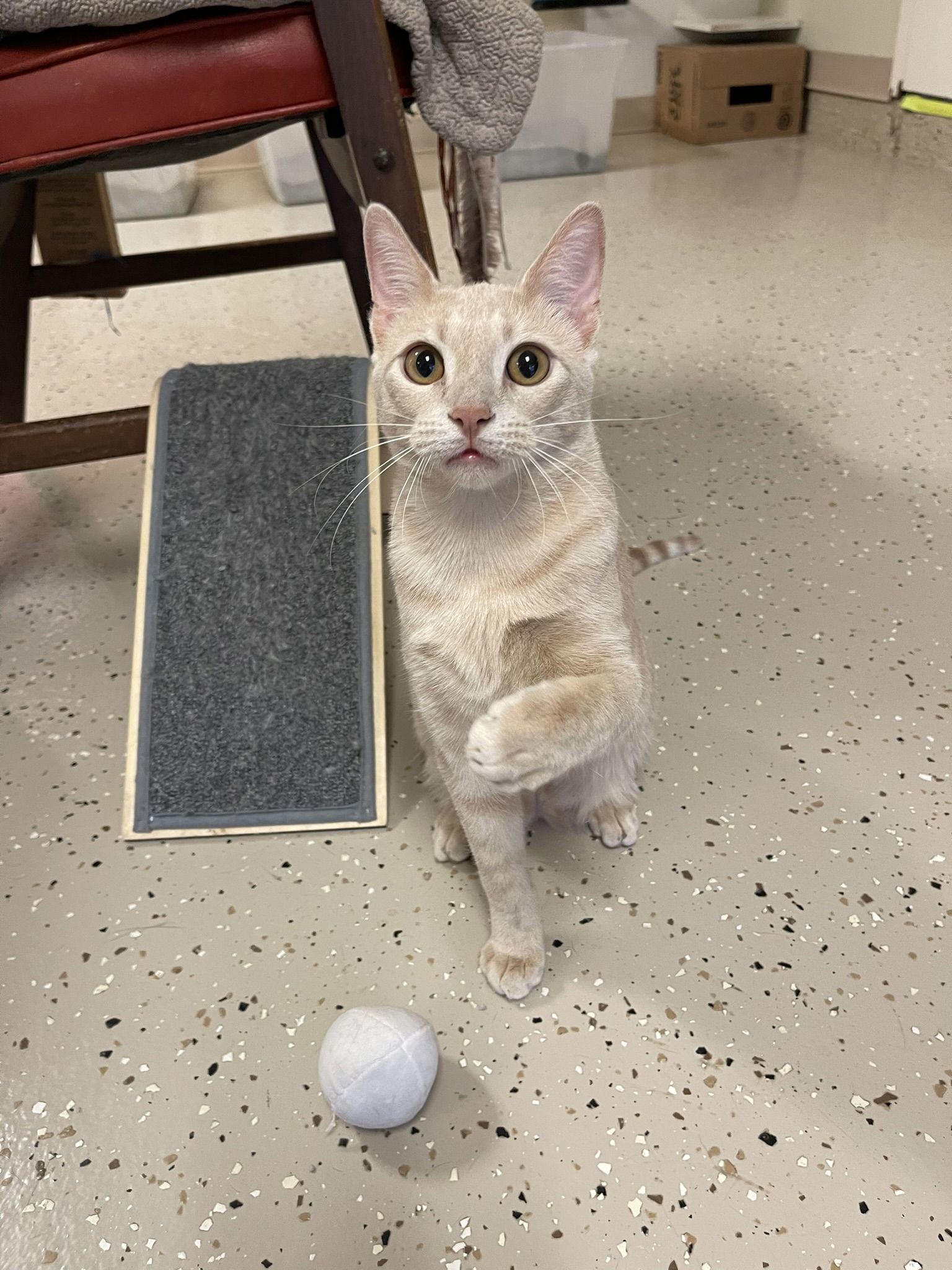 Custard, an adoptable Domestic Short Hair, Tabby in Texarkana, TX, 75503 | Photo Image 3