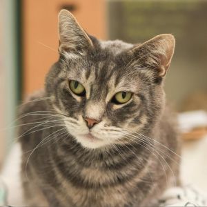 Meet Dorian a handsome gray cat with a charming stubby tail and a heart full of