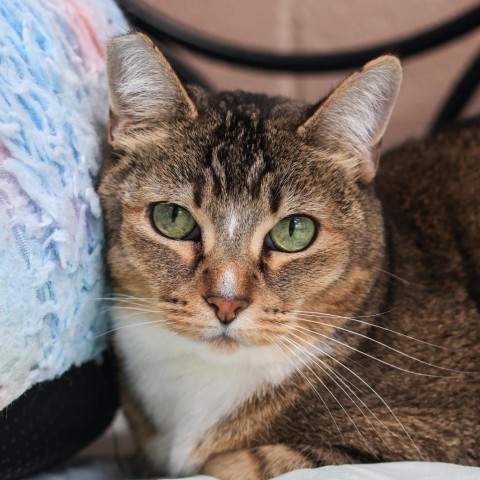 Marcy, an adoptable Domestic Short Hair, Abyssinian in Los Angeles, CA, 90039 | Photo Image 1