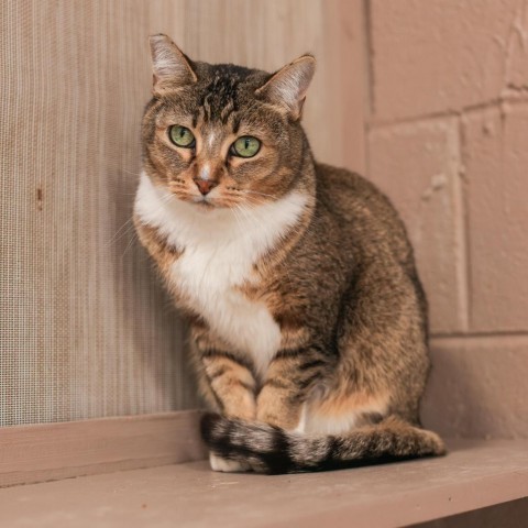 Marcy, an adoptable Domestic Short Hair, Abyssinian in Los Angeles, CA, 90039 | Photo Image 2