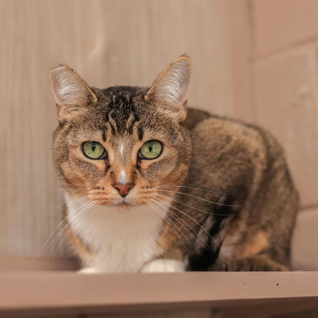 Marcy, an adoptable Domestic Short Hair, Abyssinian in Los Angeles, CA, 90039 | Photo Image 2