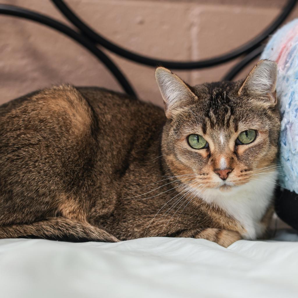 Marcy, an adoptable Domestic Short Hair, Abyssinian in Los Angeles, CA, 90039 | Photo Image 3