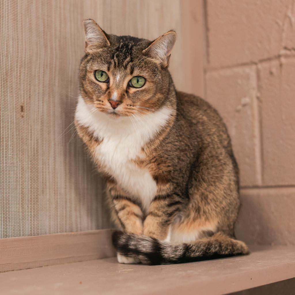 Marcy, an adoptable Domestic Short Hair, Abyssinian in Los Angeles, CA, 90039 | Photo Image 4