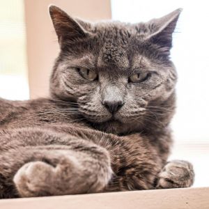 Flower is a captivating and independent feline in search of a patient and unders