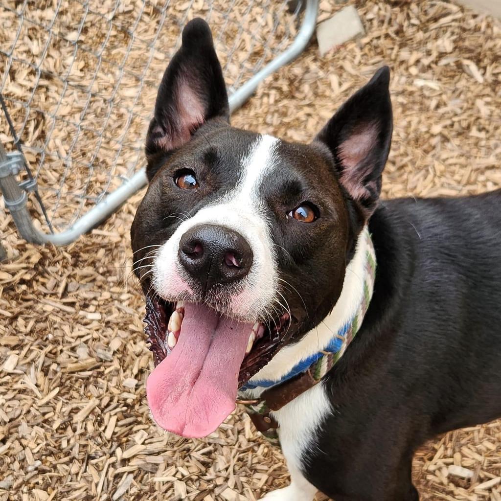Sybil, an adoptable Collie, Mixed Breed in St. Louis, MO, 63103 | Photo Image 1