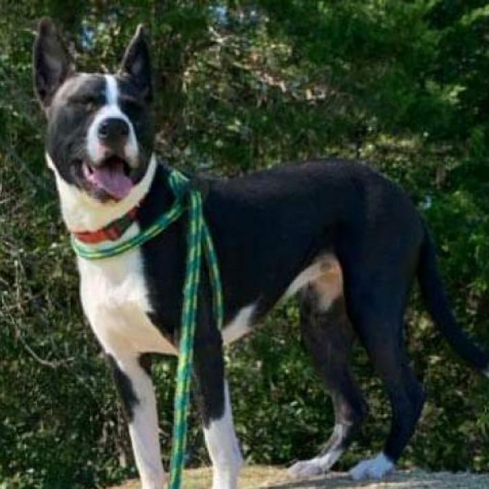 Sybil, an adoptable Collie, Mixed Breed in St. Louis, MO, 63103 | Photo Image 2