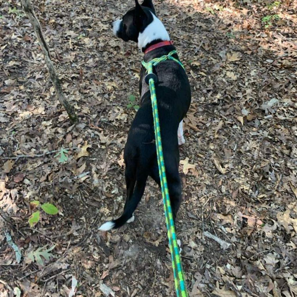 Sybil, an adoptable Collie, Mixed Breed in St. Louis, MO, 63103 | Photo Image 3