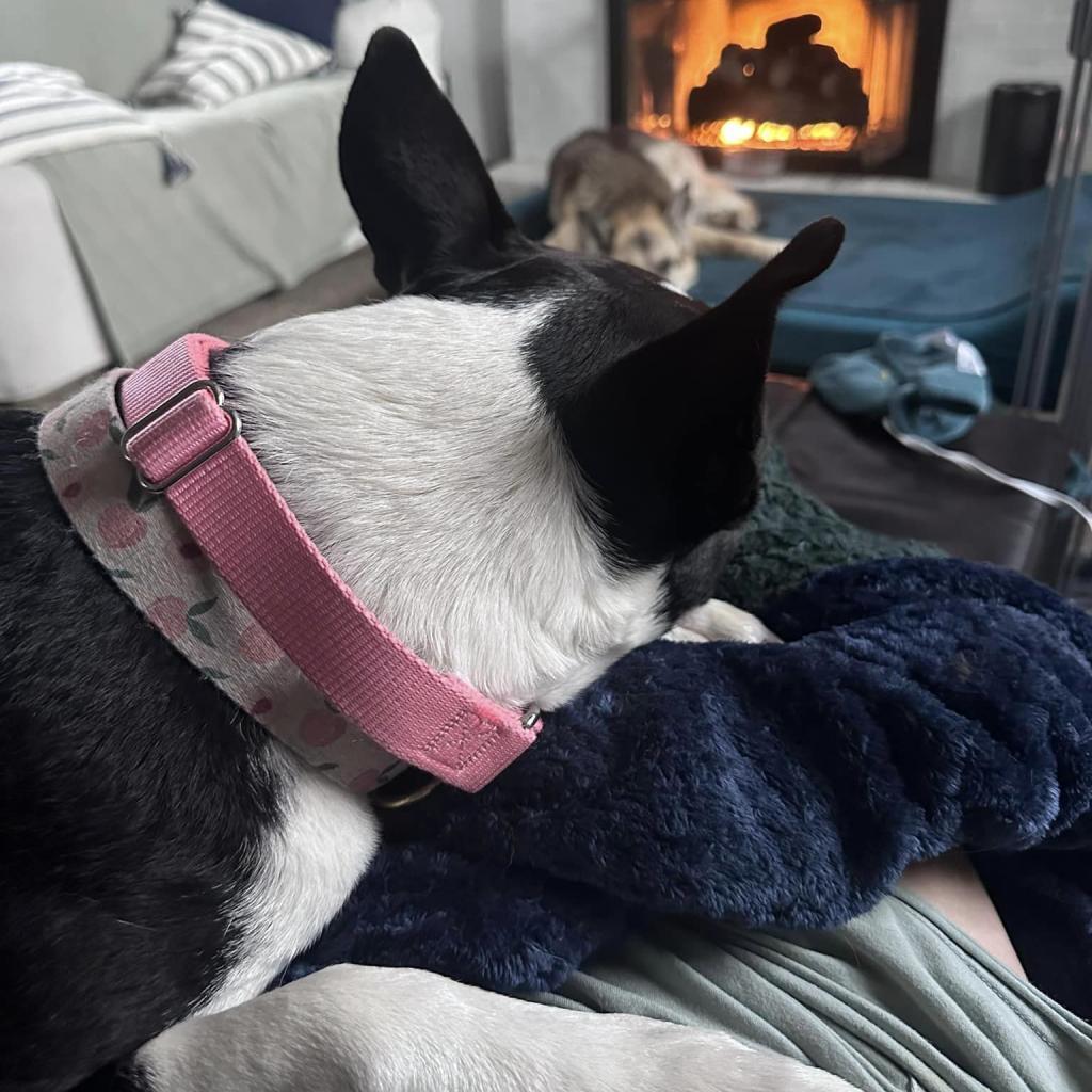 Sybil, an adoptable Collie, Mixed Breed in St. Louis, MO, 63103 | Photo Image 5