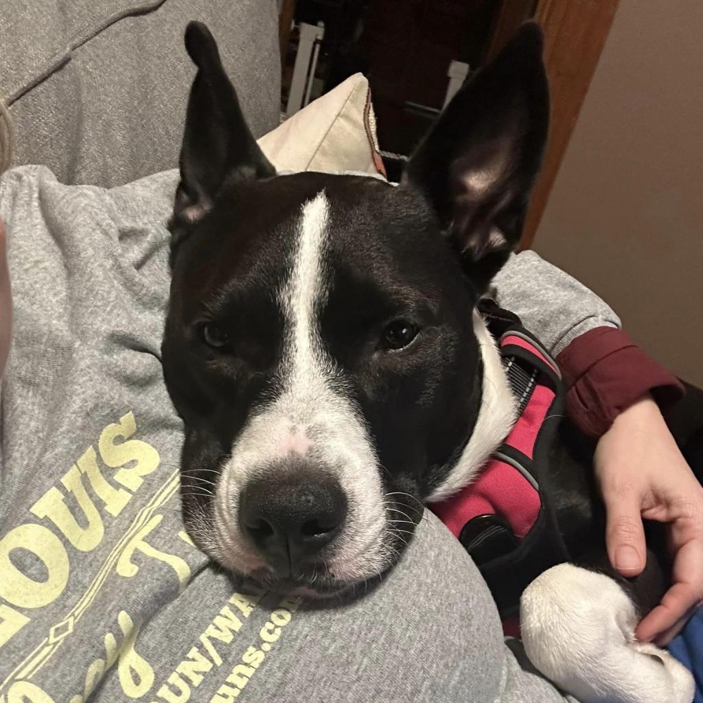 Sybil, an adoptable Collie, Mixed Breed in St. Louis, MO, 63103 | Photo Image 6