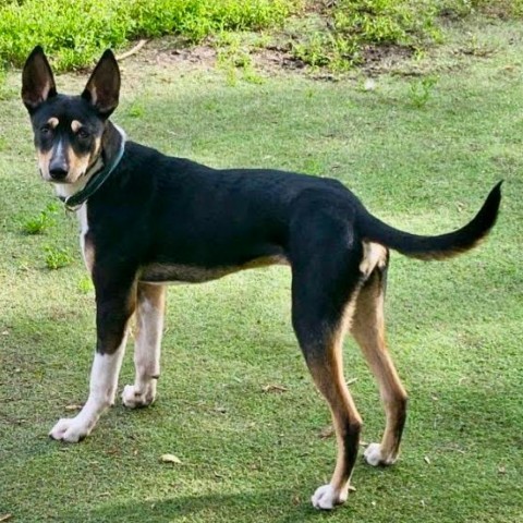 Jakari, an adoptable Terrier in Brainerd, MN, 56401 | Photo Image 1