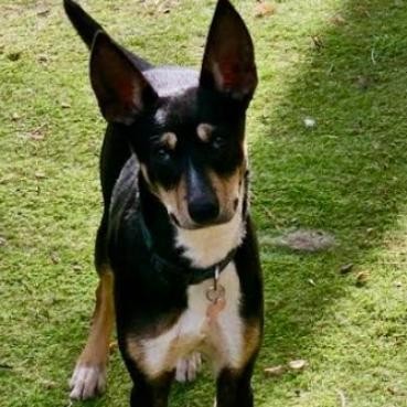 Jakari, an adoptable Terrier in Brainerd, MN, 56401 | Photo Image 1