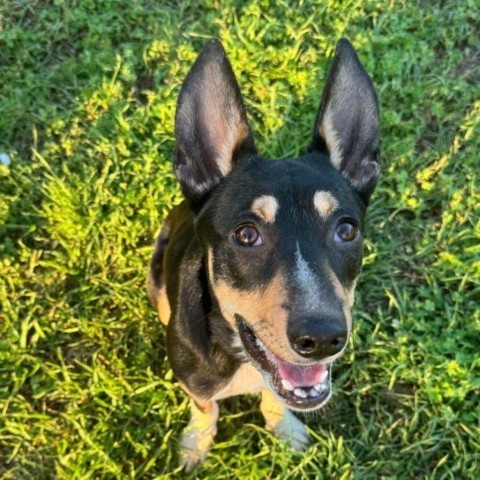 Jakari, an adoptable Terrier in Brainerd, MN, 56401 | Photo Image 2