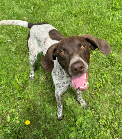 Jeremy, an adoptable German Shorthaired Pointer, Mixed Breed in Willmar, MN, 56201 | Photo Image 1