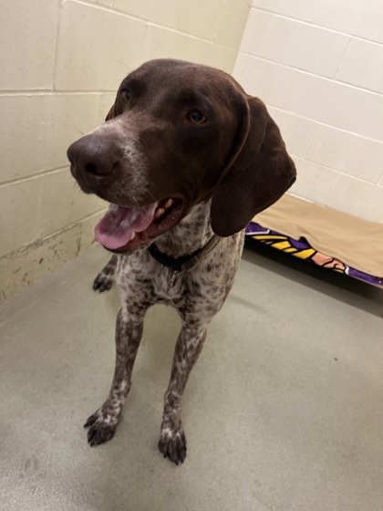 Jeremy, an adoptable German Shorthaired Pointer, Mixed Breed in Willmar, MN, 56201 | Photo Image 2
