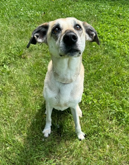 Fiona, an adoptable German Shepherd Dog, Great Dane in Willmar, MN, 56201 | Photo Image 1