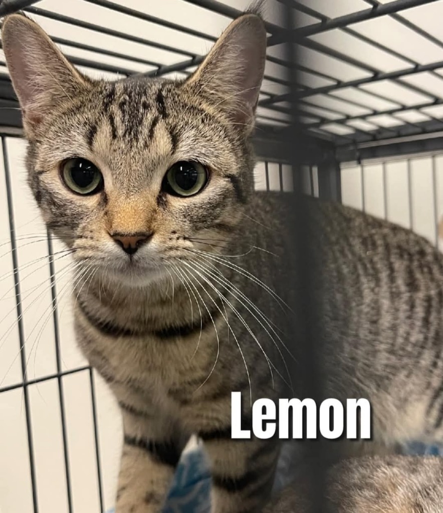 Lemon, an adoptable Domestic Short Hair in Bossier City, LA, 71111 | Photo Image 1