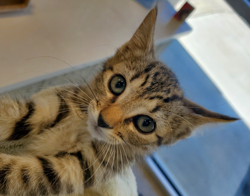 Lemon, an adoptable Domestic Short Hair in Bossier City, LA, 71111 | Photo Image 2