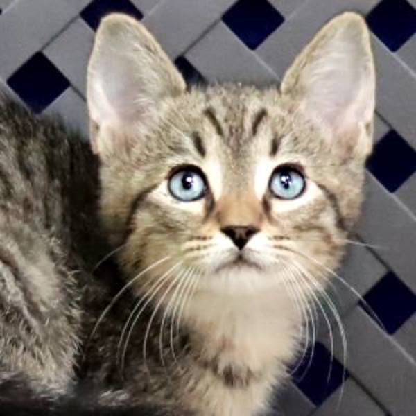 Stallone, an adoptable Domestic Short Hair in Midland, TX, 79706 | Photo Image 1