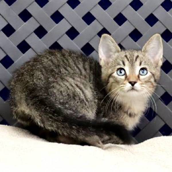 Stallone, an adoptable Domestic Short Hair in Midland, TX, 79706 | Photo Image 2