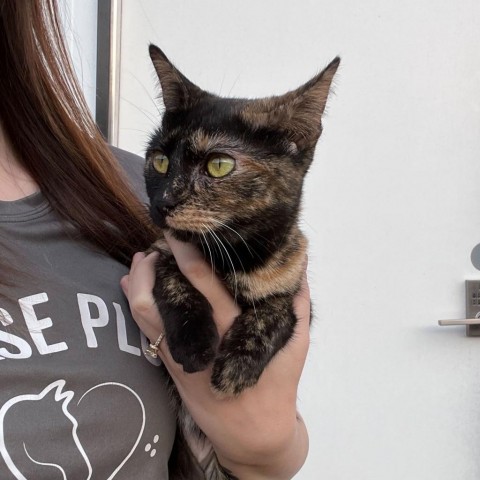 Momma, an adoptable Domestic Short Hair in Boulder, CO, 80304 | Photo Image 1