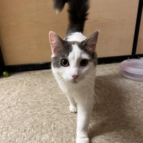 Timothy, an adoptable Domestic Medium Hair in Bismarck, ND, 58507 | Photo Image 1