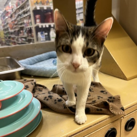 Gerald, an adoptable Domestic Short Hair in Bismarck, ND, 58507 | Photo Image 1