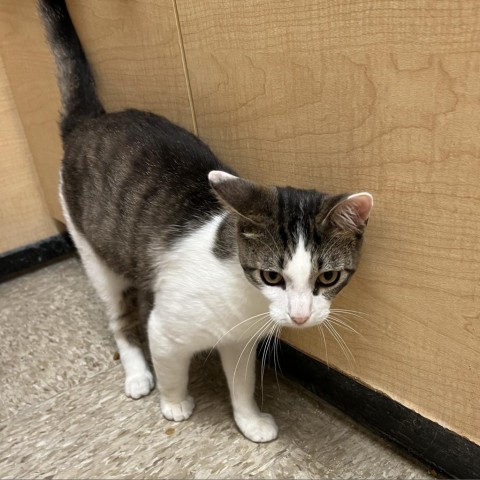 Gerald, an adoptable Domestic Short Hair in Bismarck, ND, 58507 | Photo Image 4