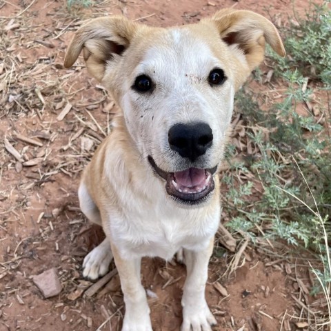 Kona, an adoptable Mixed Breed in Moab, UT, 84532 | Photo Image 1