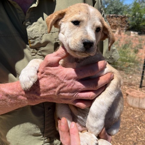 Kona, an adoptable Mixed Breed in Moab, UT, 84532 | Photo Image 2