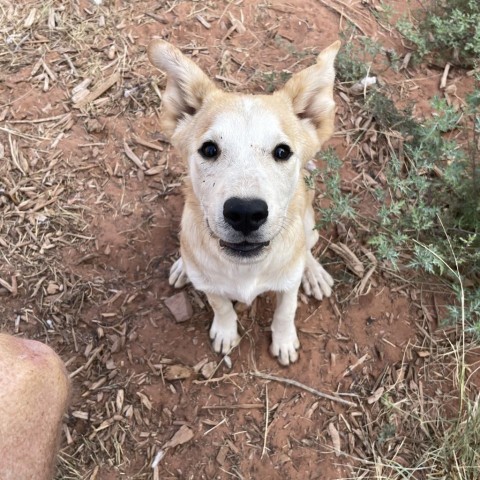 Kona, an adoptable Mixed Breed in Moab, UT, 84532 | Photo Image 3