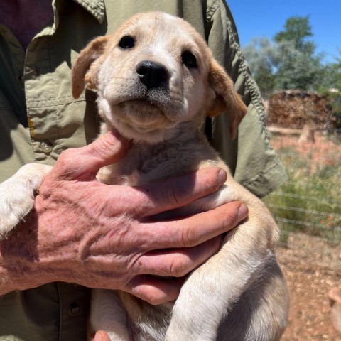 Kona, an adoptable Mixed Breed in Moab, UT, 84532 | Photo Image 5