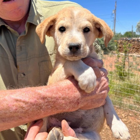 Kona, an adoptable Mixed Breed in Moab, UT, 84532 | Photo Image 6