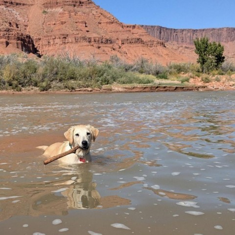 Gevalia, an adoptable Mixed Breed in Moab, UT, 84532 | Photo Image 1