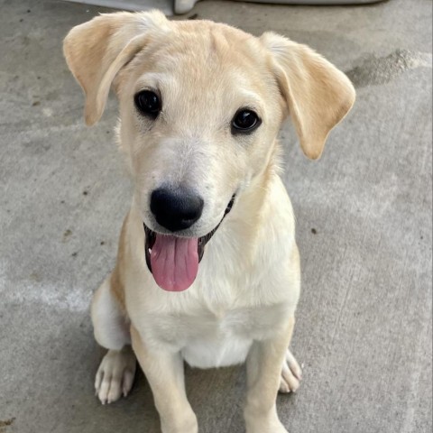 Gevalia, an adoptable Mixed Breed in Moab, UT, 84532 | Photo Image 1