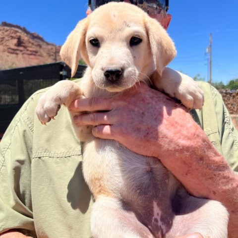 Gevalia, an adoptable Mixed Breed in Moab, UT, 84532 | Photo Image 2