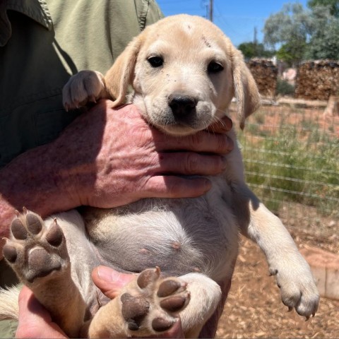 Gevalia, an adoptable Mixed Breed in Moab, UT, 84532 | Photo Image 2