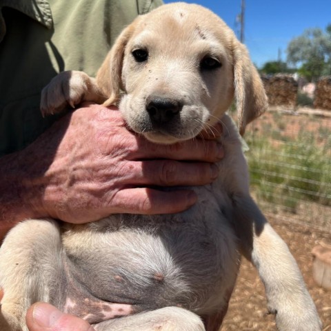 Gevalia, an adoptable Mixed Breed in Moab, UT, 84532 | Photo Image 4